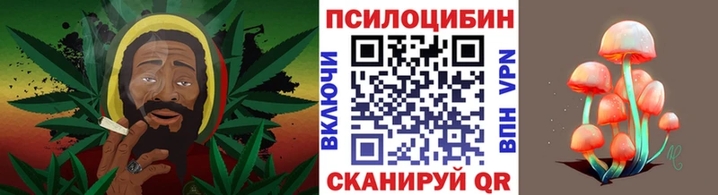 дарк нет наркотические препараты  Гвардейск  Галлюциногенные грибы Psilocybine cubensis 